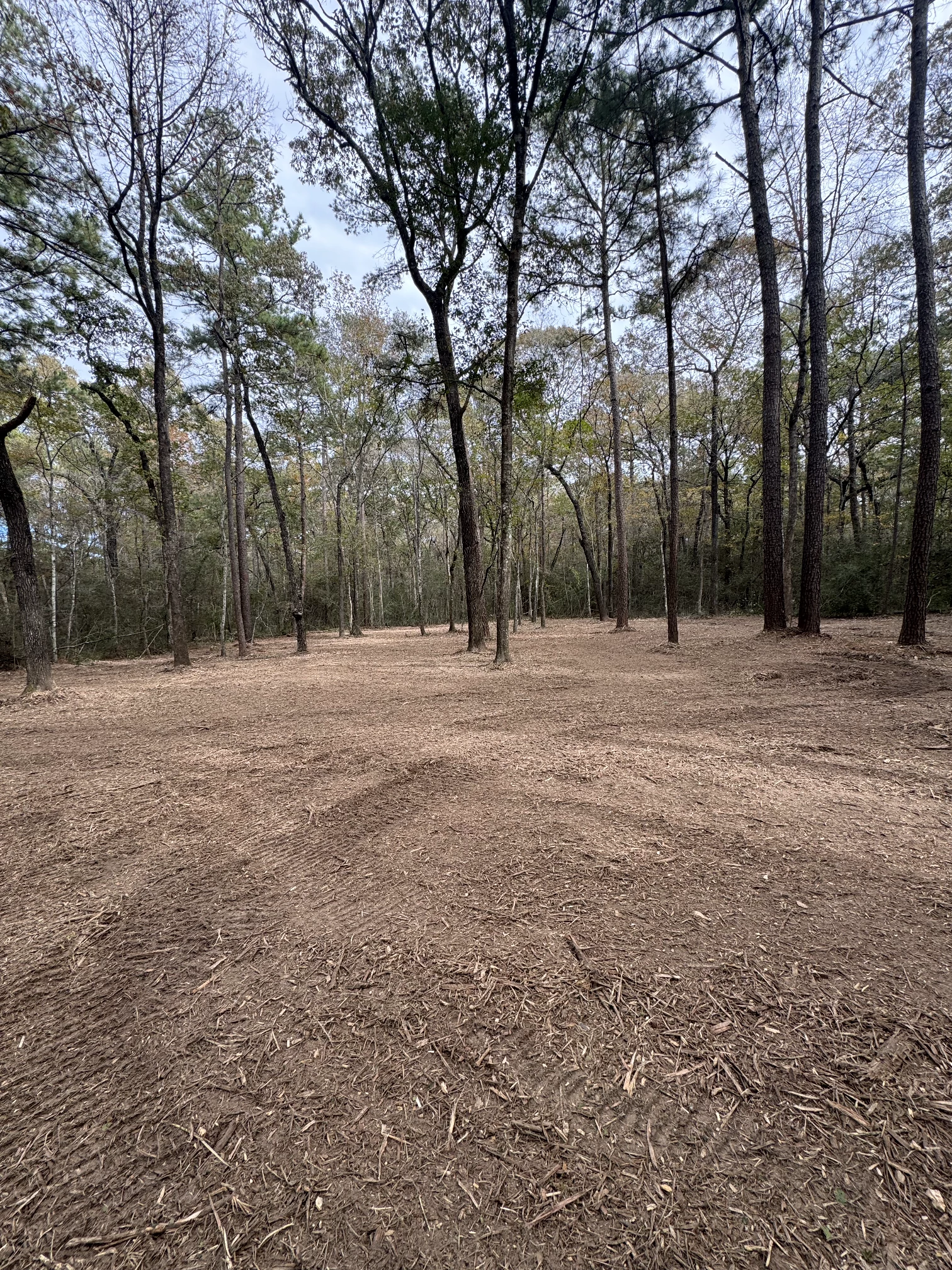 Tree and Brush Removal